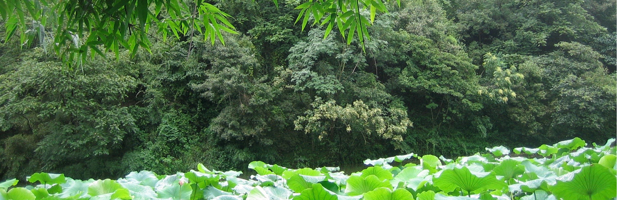Wudangpai Gongfu
